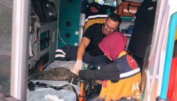 Yangında dumandan etkilenen Duman ve 2 yavrusu kalp masajıyla kurtarıldı