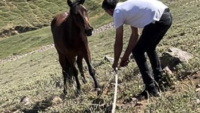 Yılkı atları için kurulan tuzaklar imha edildi