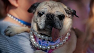 2026’nın en çirkin köpeği seçildi. Kurtarılma hikayesi herkesi duygulandırıyor