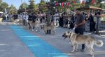 Dünyaca ünlü “Bozkırın aslanları” podyuma çıktı. Kangallar en güzel seçilmek için yarıştı