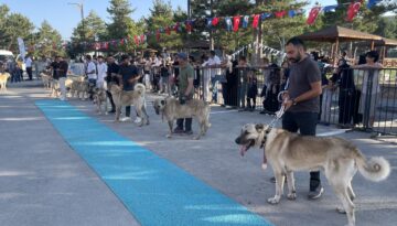 Dünyaca ünlü “Bozkırın aslanları” podyuma çıktı. Kangallar en güzel seçilmek için yarıştı