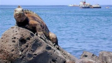 İguana kaçakçısı Ekvador’da tutuklandı