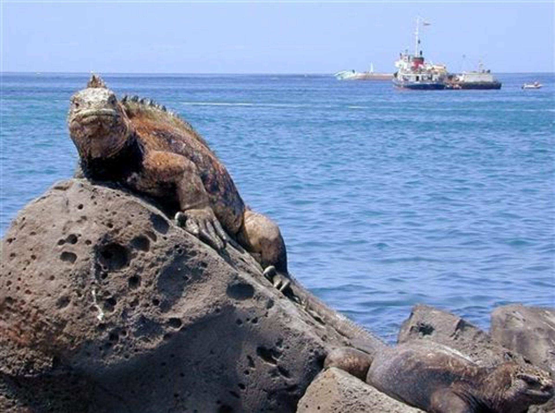 İguana kaçakçısı Ekvador’da tutuklandı