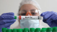 İlk kez bir memelide H5N1 kuş gribi tespit edildi