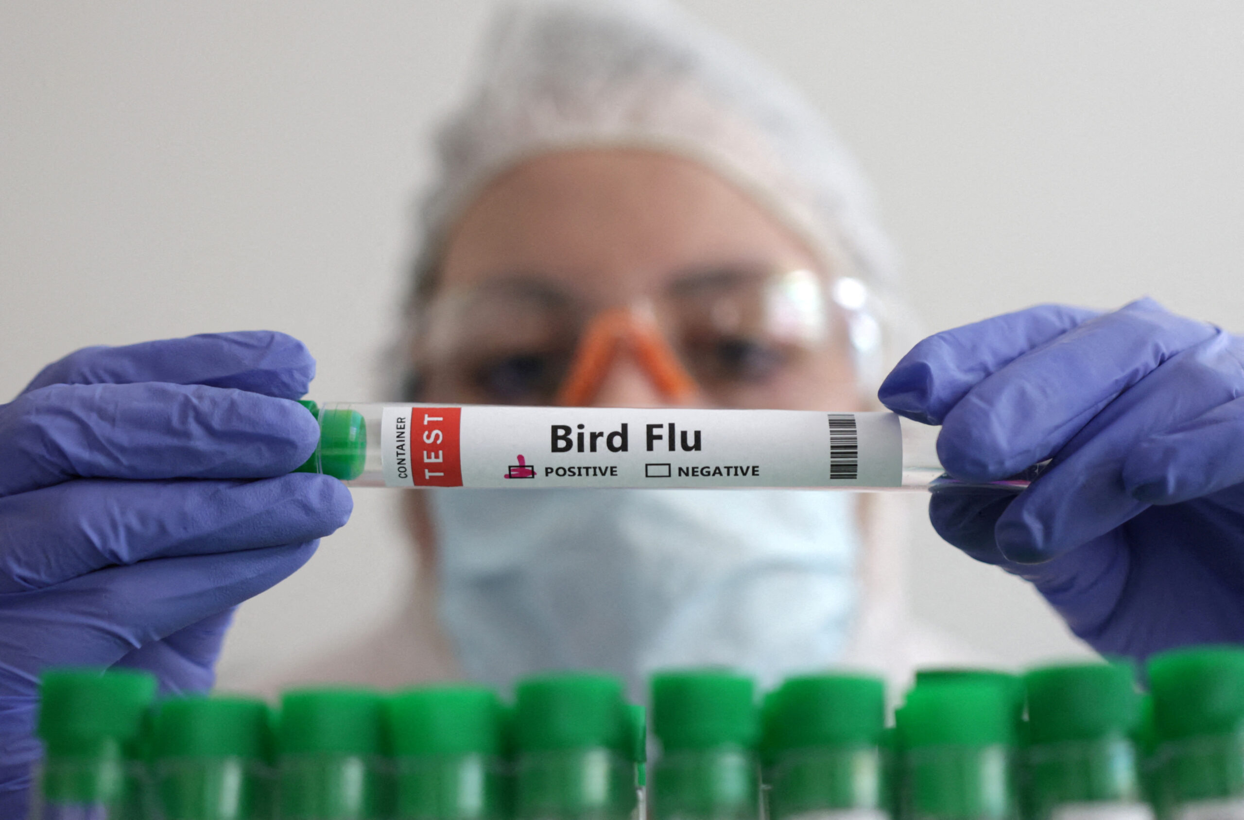İlk kez bir memelide H5N1 kuş gribi tespit edildi