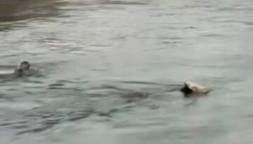 İneği kurtarmak için su kanalına atladı
