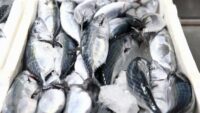 Karadeniz’de palamut bolluğu. Fiyatı 250 liraydı hızla düştü