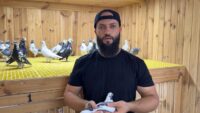 Kümeste servet besliyor. Otomobille takas etmek isteyenler var