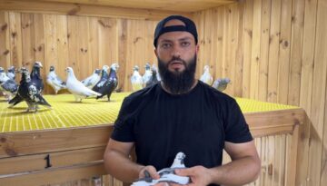 Kümeste servet besliyor. Otomobille takas etmek isteyenler var