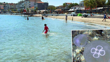 Marmara’da denize girenlerin korkulu rüyası oldular. Temas edince hemen deniz suyuyla yıkayın