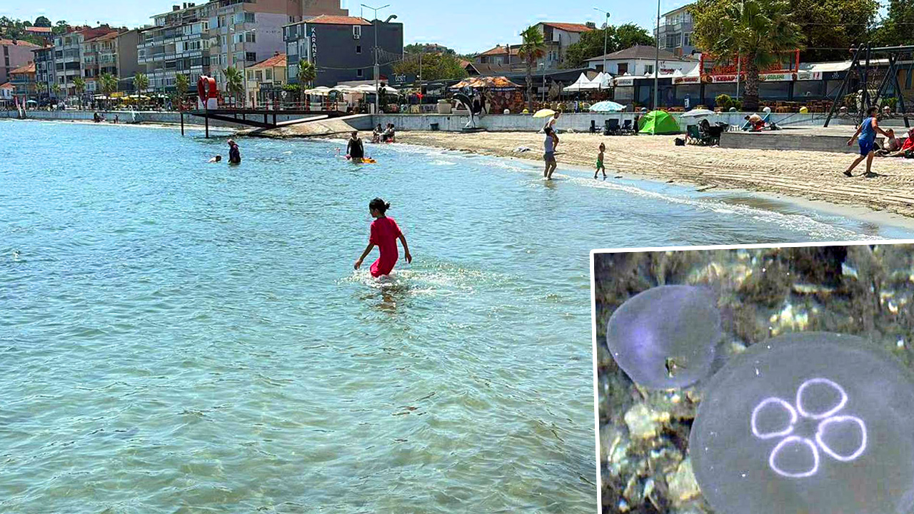Marmara’da denize girenlerin korkulu rüyası oldular. Temas edince hemen deniz suyuyla yıkayın