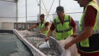 Muğla’dan 5 ülkeye 33 milyon yavru balık ihracatı