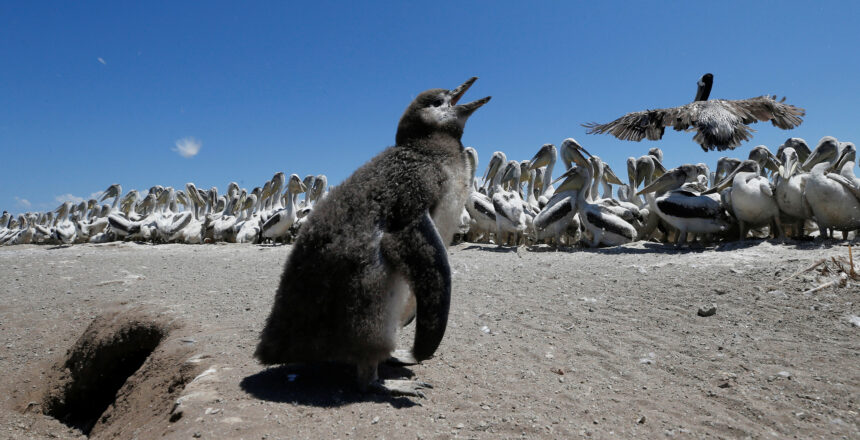 Penguenleri kuş gribine karşı korumak için seferber oldular