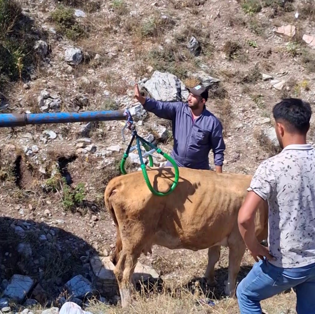 Sivas’ta 7 aylık gebe inek çukura düştü: Vinçle kurtarıldı
