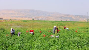 Tek tek toplayıp çuvallara doldurdular. Satış için artık hazır