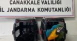 1915 Çanakkale Köprüsü gişelerinde durdurulan araçta 9 egzotik kuş ele geçirildi