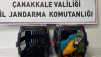 1915 Çanakkale Köprüsü gişelerinde durdurulan araçta 9 egzotik kuş ele geçirildi