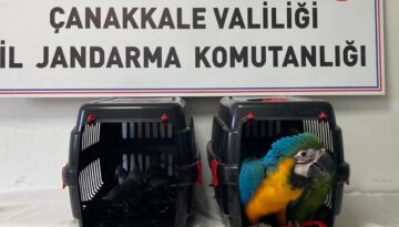 1915 Çanakkale Köprüsü gişelerinde durdurulan araçta 9 egzotik kuş ele geçirildi