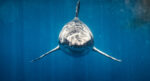 Denizde saklanmak kolay değil. Köpekbalıkları 75 metreden duyup avlıyor