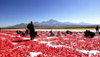 Erciyes’in eteklerinde kurutuluyor, İtalya’da pizzalara lezzet katıyor