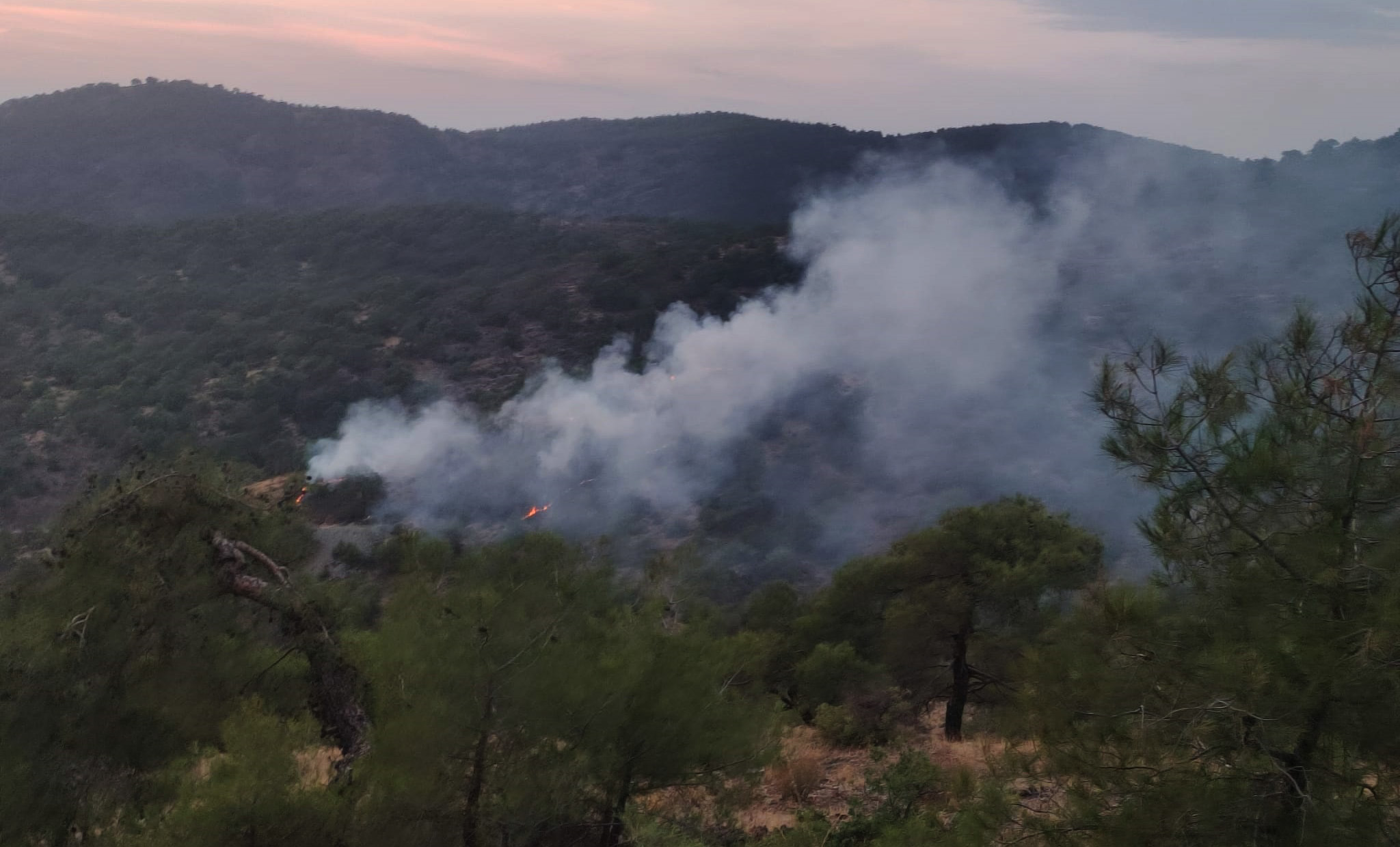 Gaziantep’te orman yangını: 4 dönüm alan zarar gördü