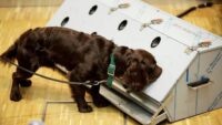 Kanser teşhisinde sıra dışı yöntem: Köpekler ve yapay zeka iş başında