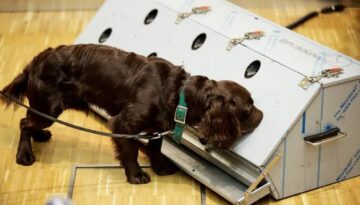 Kanser teşhisinde sıra dışı yöntem: Köpekler ve yapay zeka iş başında