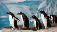 Okyanusların çehresi değişiyor. Penguenler 2100’de yok olabilir