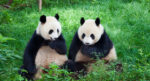 “Panda diplomasisi” yeniden… Çin’den ABD’ye 2 dev panda