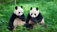 “Panda diplomasisi” yeniden… Çin’den ABD’ye 2 dev panda