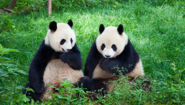 “Panda diplomasisi” yeniden… Çin’den ABD’ye 2 dev panda