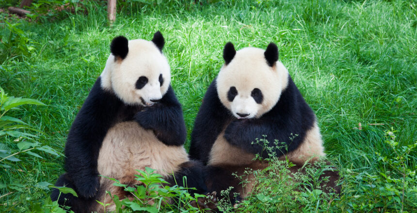 “Panda diplomasisi” yeniden… Çin’den ABD’ye 2 dev panda