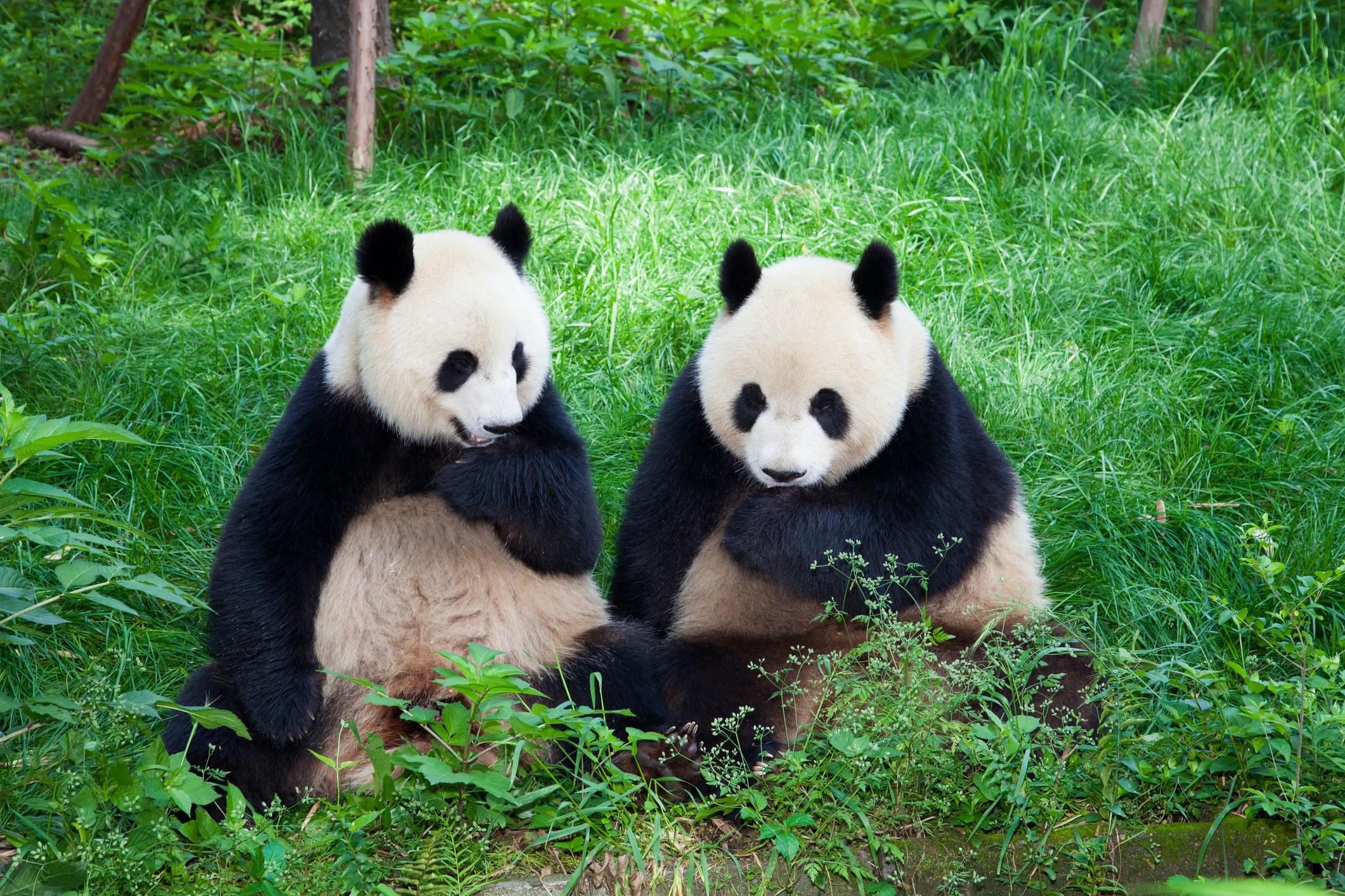 “Panda diplomasisi” yeniden… Çin’den ABD’ye 2 dev panda
