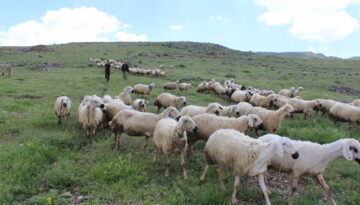 Türkiye, hayvan varlığında AB ülkelerinin tamamını geride bıraktı