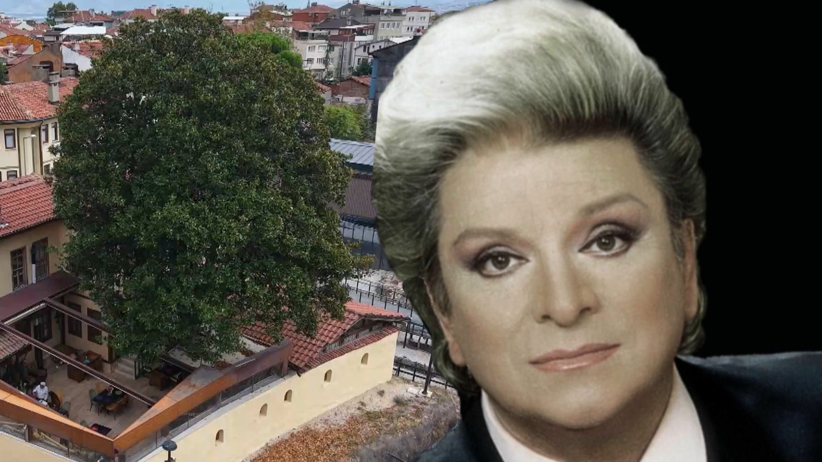 Zeki Müren’in Manolyam şarkısına ilham vermişti. 300 yıllık ağaç ilk günkü gibi korunuyor