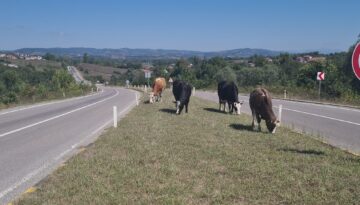 Zonguldak’ta başıboş hayvan tehlikesi: 17 gün önce 6 kişi yaralanmıştı!