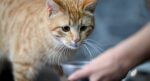 100 kedi maması test edildi. Kurşun dahil her türlü zararlı madde var
