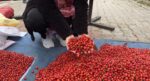 100 TL’den 50 TL’ye düştü. Demleyip içince hazımsızlığı gideriyor