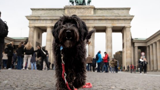 Almanya’da belediyeler köpek vergisinde 430 milyon euro kazandı