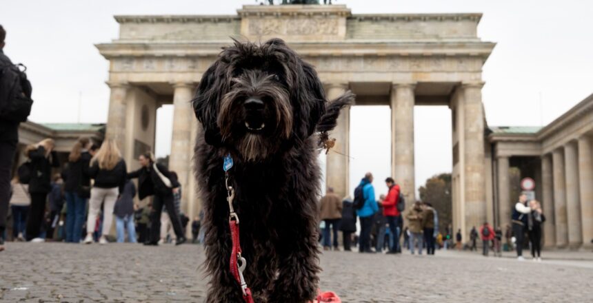 Almanya’da belediyeler köpek vergisinde 430 milyon euro kazandı