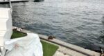 Fatih’te denizde erkek cesedi bulundu