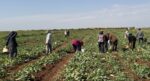 İşçiler günlük bin 300 TL alıyor. Toplandıktan sonra turşu yapılıyor