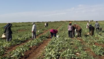 İşçiler günlük bin 300 TL alıyor. Toplandıktan sonra turşu yapılıyor