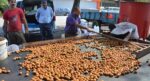 Kabuğun içinde bir altın var. Güneşte kurutulup satışa hazırlanıyor