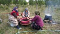 Sadece Kastamonu’da yetişiyor. Magnezyum, potasyum, demir deposuymuş