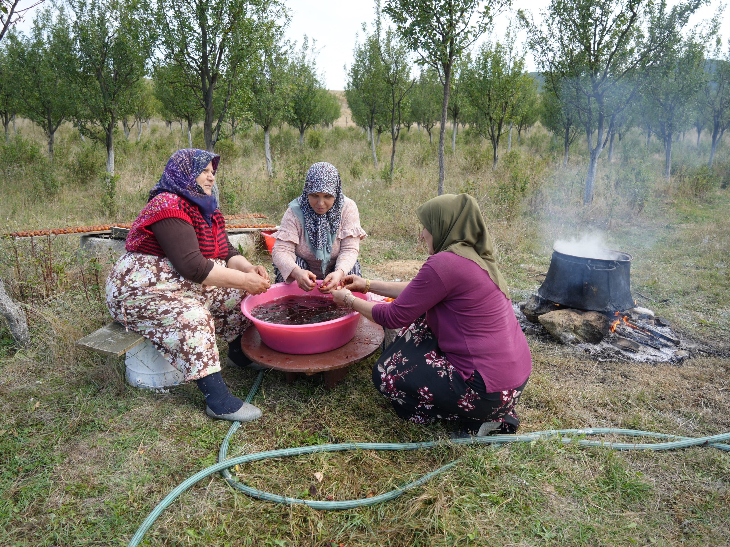 Sadece Kastamonu’da yetişiyor. Magnezyum, potasyum, demir deposuymuş