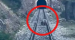 Sivas’ta tren yoluna ayılar çıktı