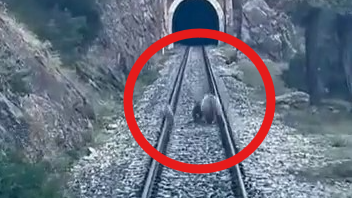 Sivas’ta tren yoluna ayılar çıktı