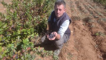 Süper meyve toprakla buluştu, şifa dağıtıyor. Antioksidan değeri yüksek