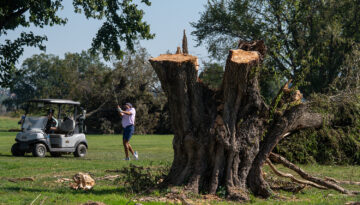 Trump yönetiminin golf sahasında yaptığı ağaç kesimine yargı freni